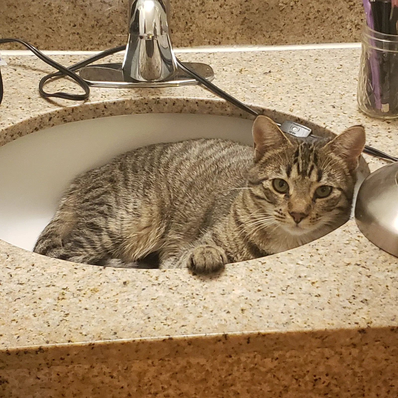 Lost cat in Vacaville, CA, 95687