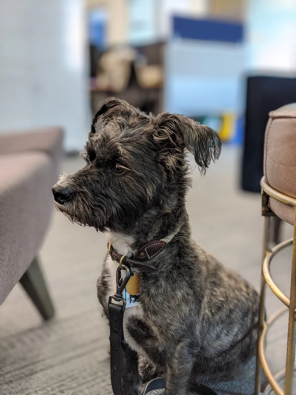 Lost dog in Palo Alto, CA, 94304