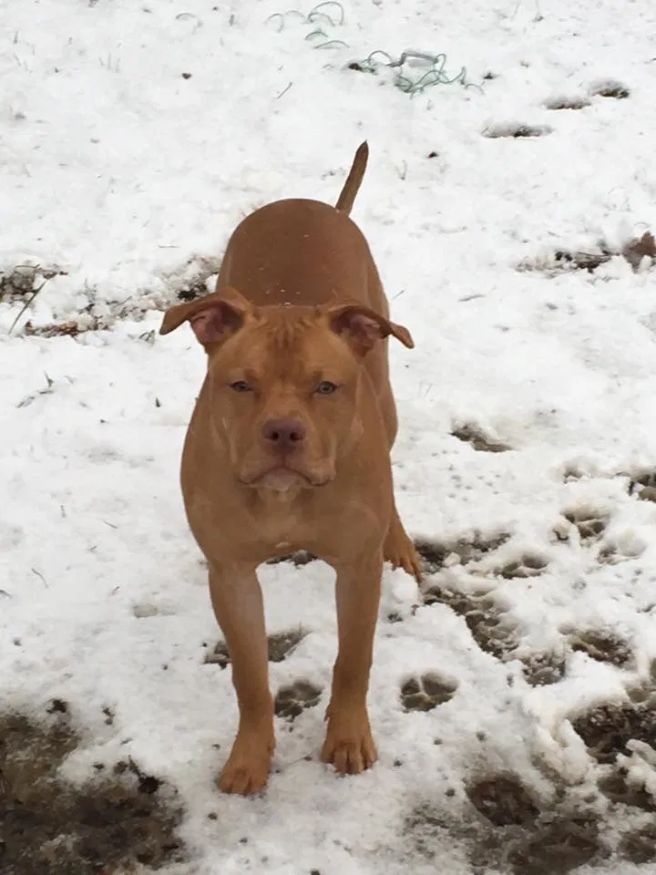 Lost dog in Champaign, IL, 61820