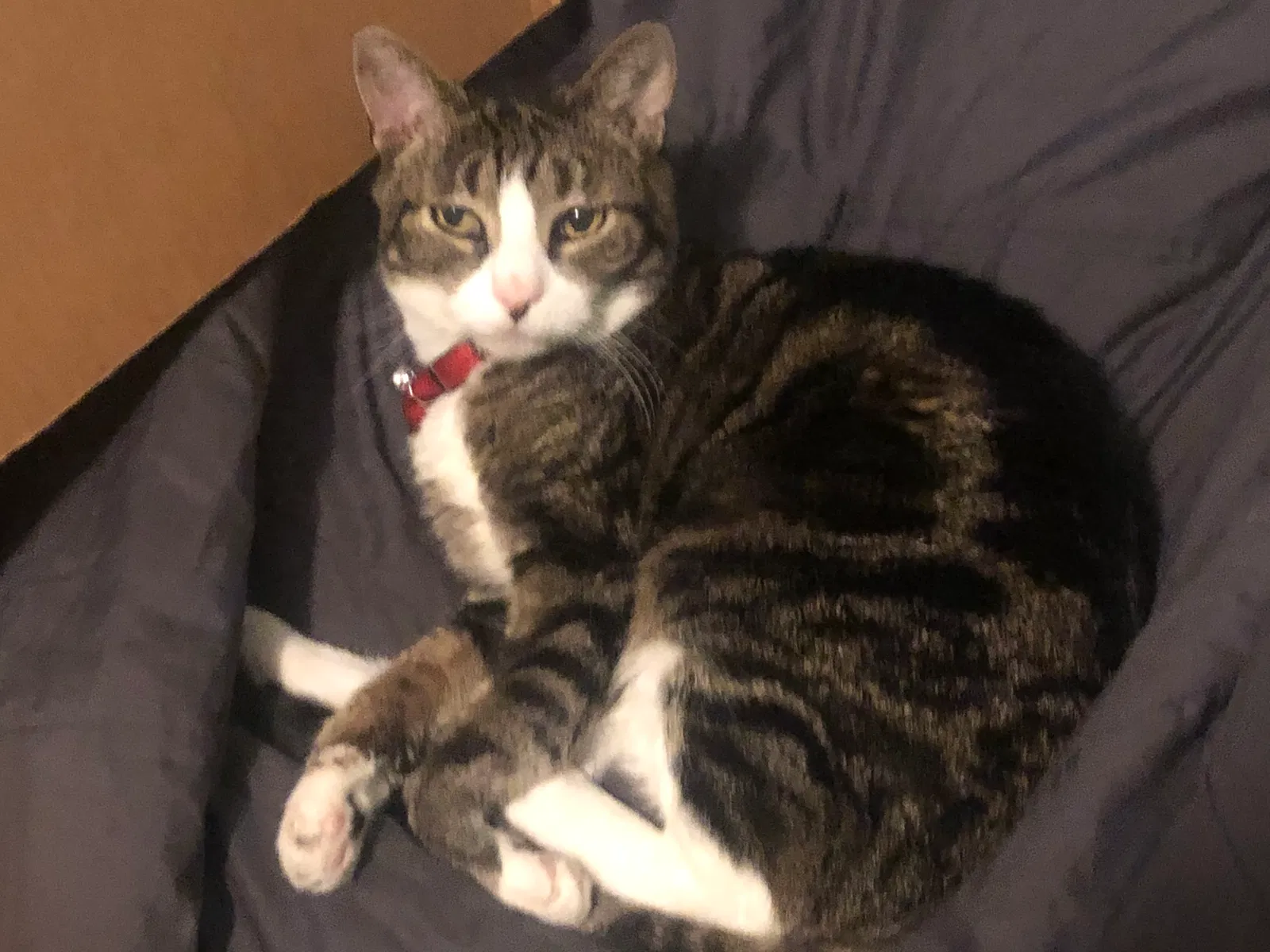 Lost cat in Lake Charles, LA, 70611