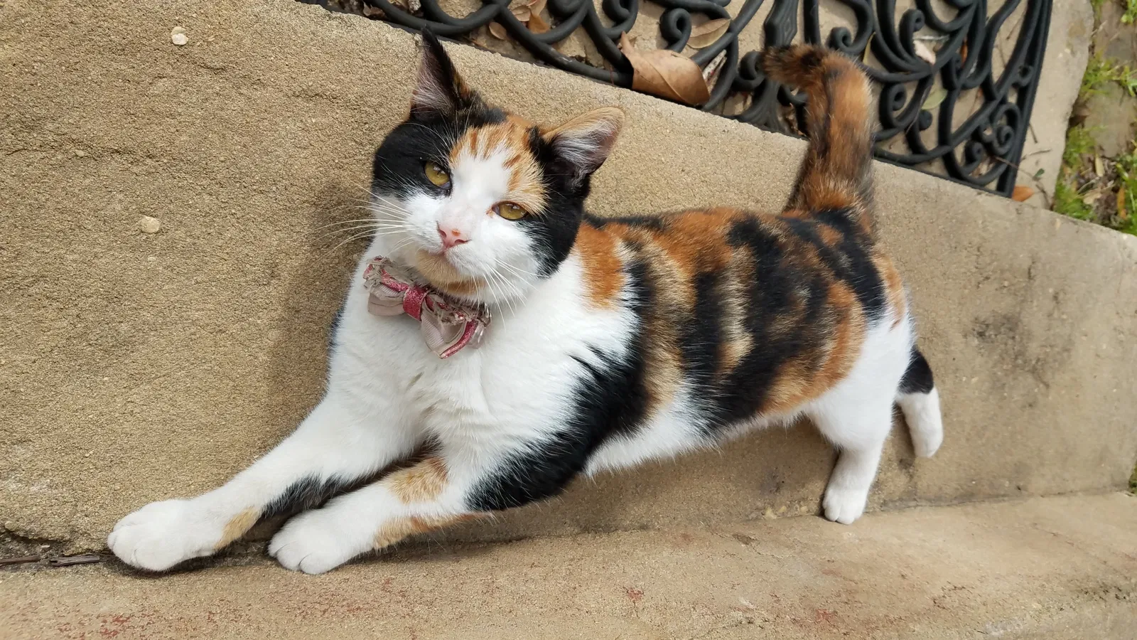 Lost cat in Foley, AL, 36535