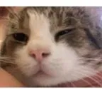 Lost cat in Beverly Hills, CA, 90211