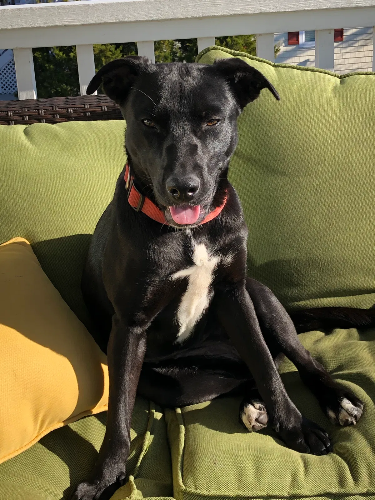 Lost dog in Wilmington, NC, 28412