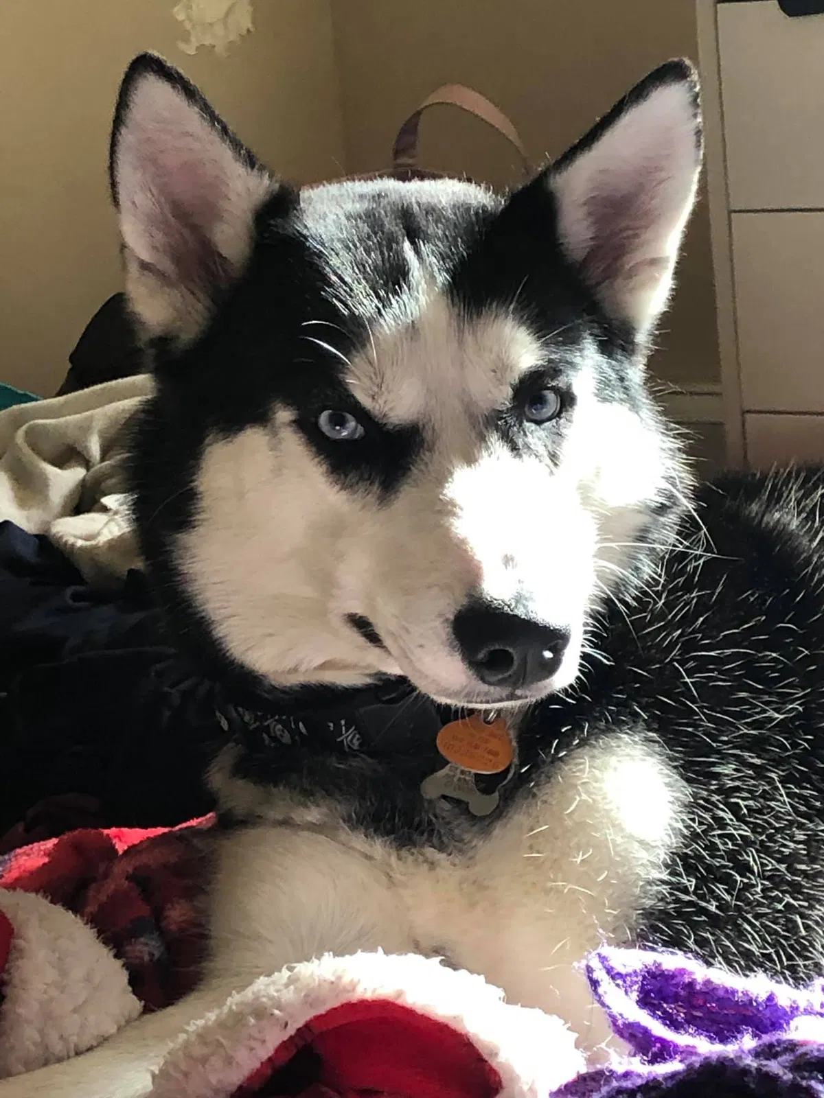 Lost dog in Windsor, CT, 6095