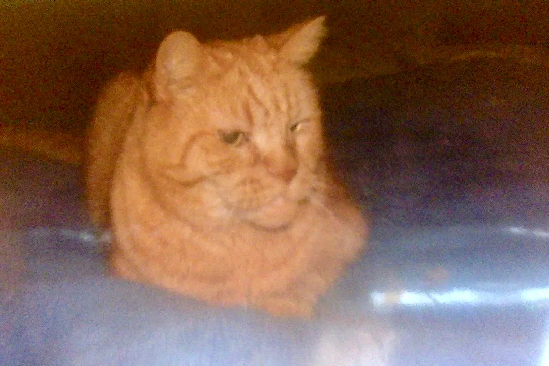 Lost cat in Kirkland, WA, 98034