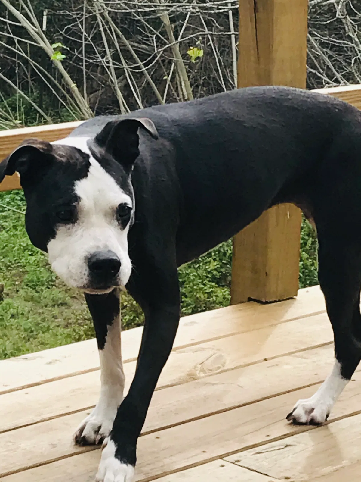 Found dog in Midway, GA, 31320
