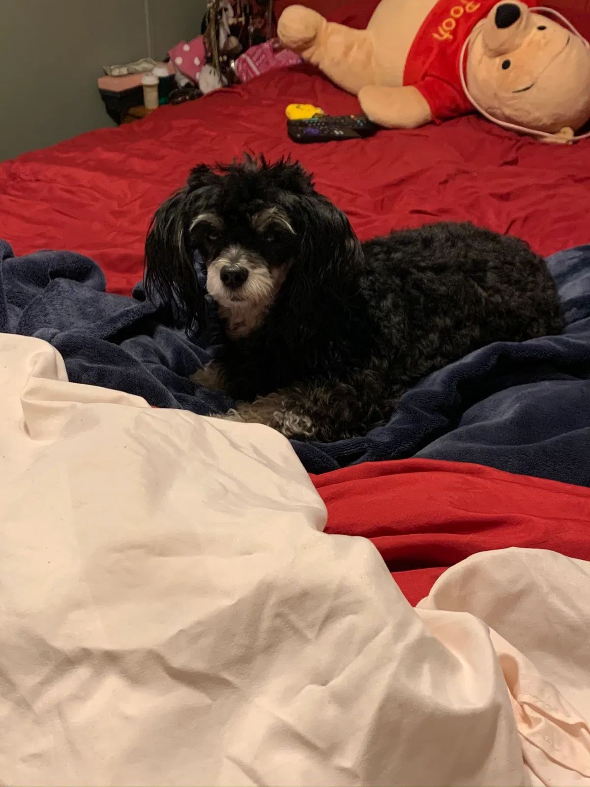 Lost dog in Tucson, AZ, 85705