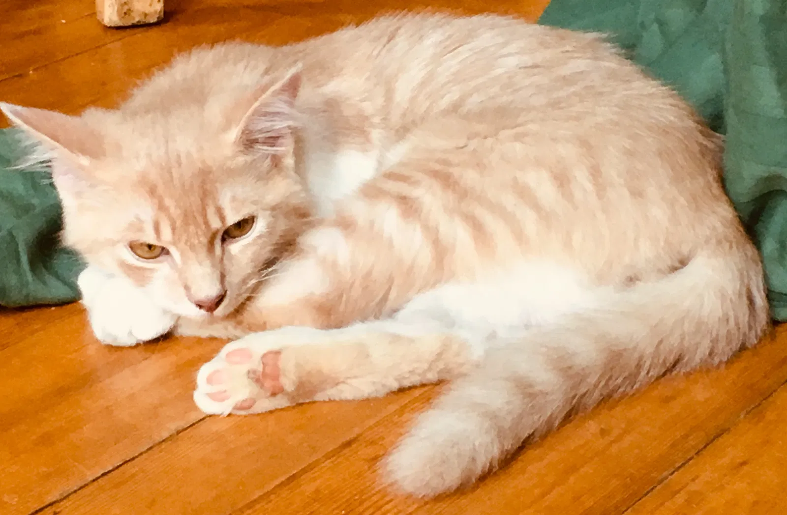 Lost cat in Richmond, VA, 23225