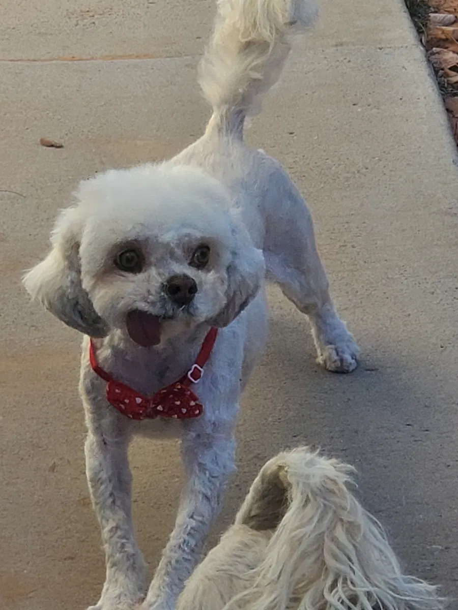 Lost dog in El Paso, TX, 79938