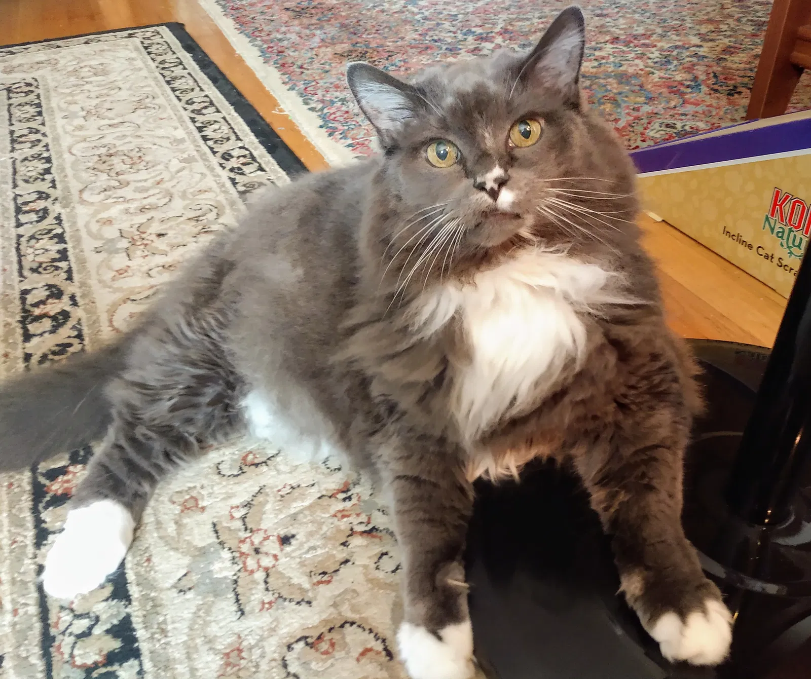 Lost cat in Eugene, OR, 97408
