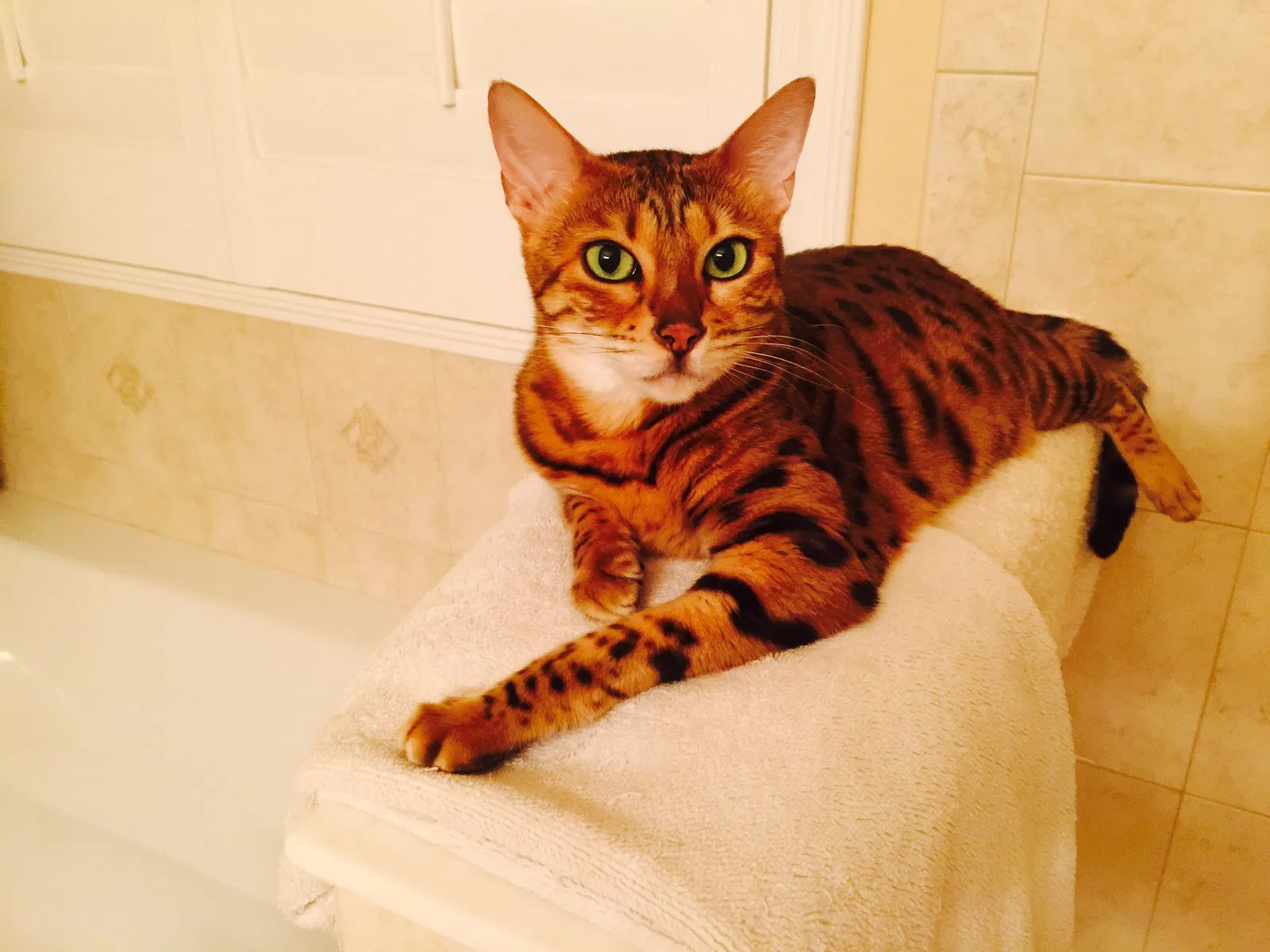 Lost cat in Sarasota, FL, 34240