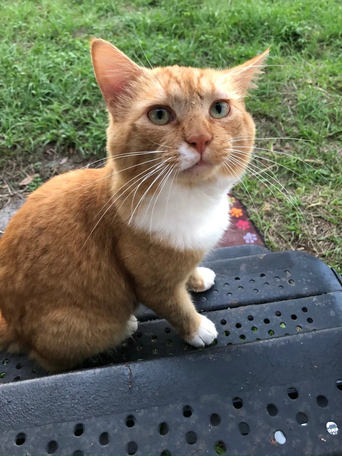 Lost cat in North Fort Myers, FL, 33917