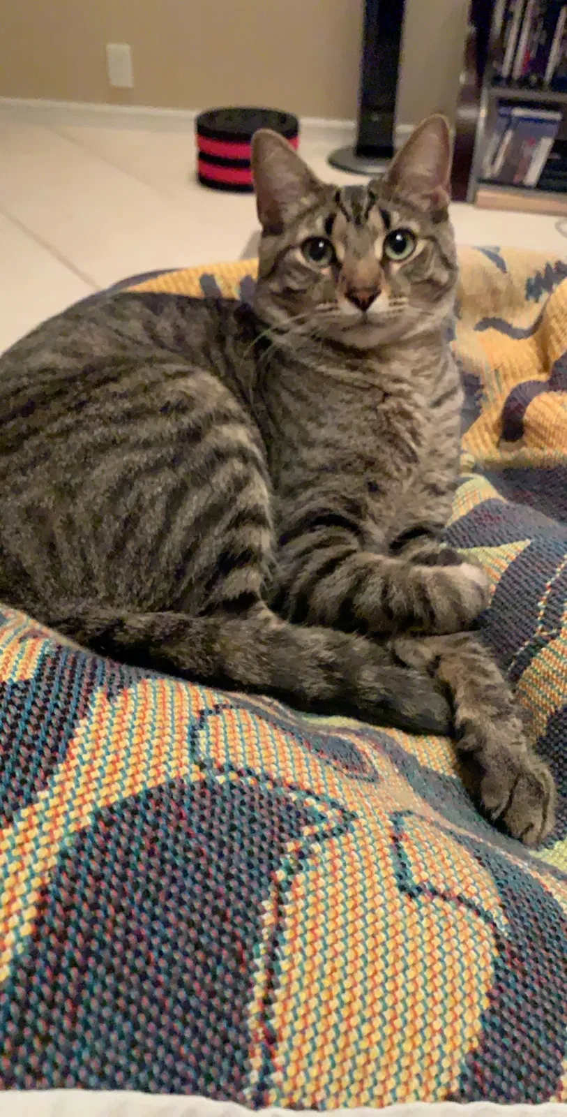 Lost cat in Fort Myers, FL, 33966