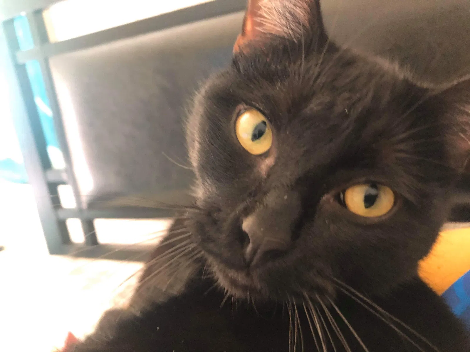 Lost cat in Jacksonville, AR, 72076