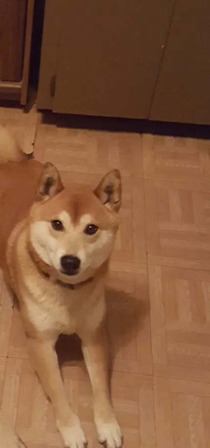 Lost dog in Syracuse, NY, 13224