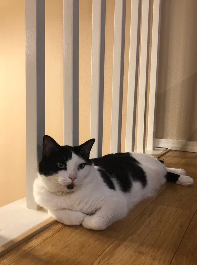 Lost cat in Colorado Springs, CO, 80903