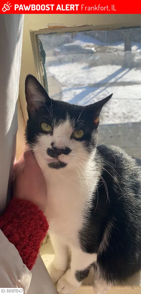 Lost cat in Frankfort, IL, 60423