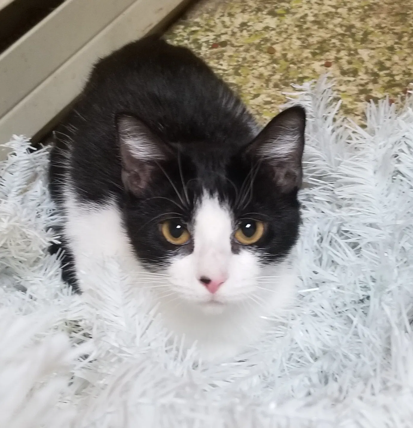 Lost cat in Thomasville, PA, 17364