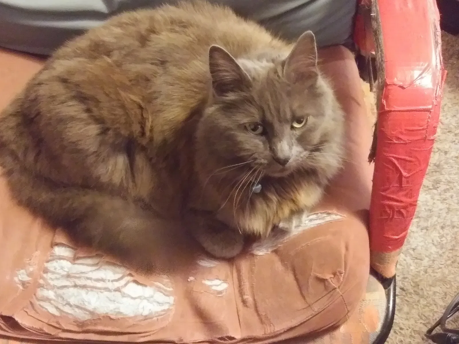 Lost cat in Unknown, OR, 97003