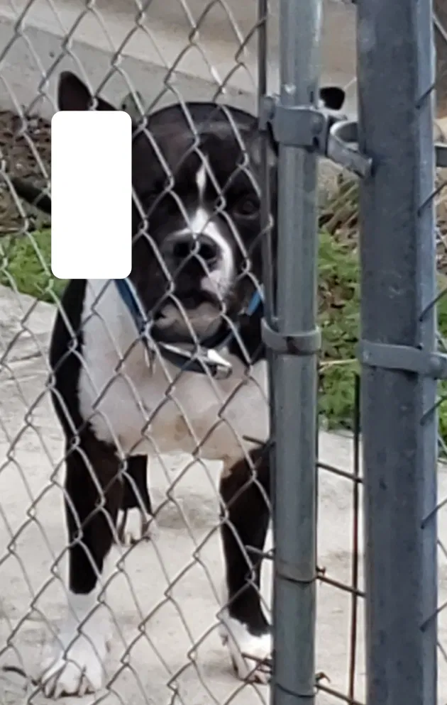 Lost dog in Harker Heights, TX, 76548