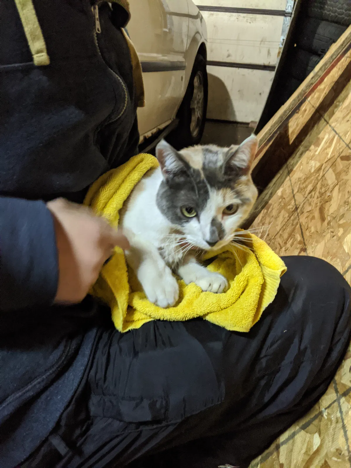 Found cat in Chicago, IL, 60625