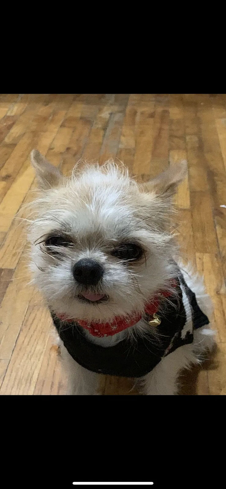 Lost dog in Wichita, KS, 67214
