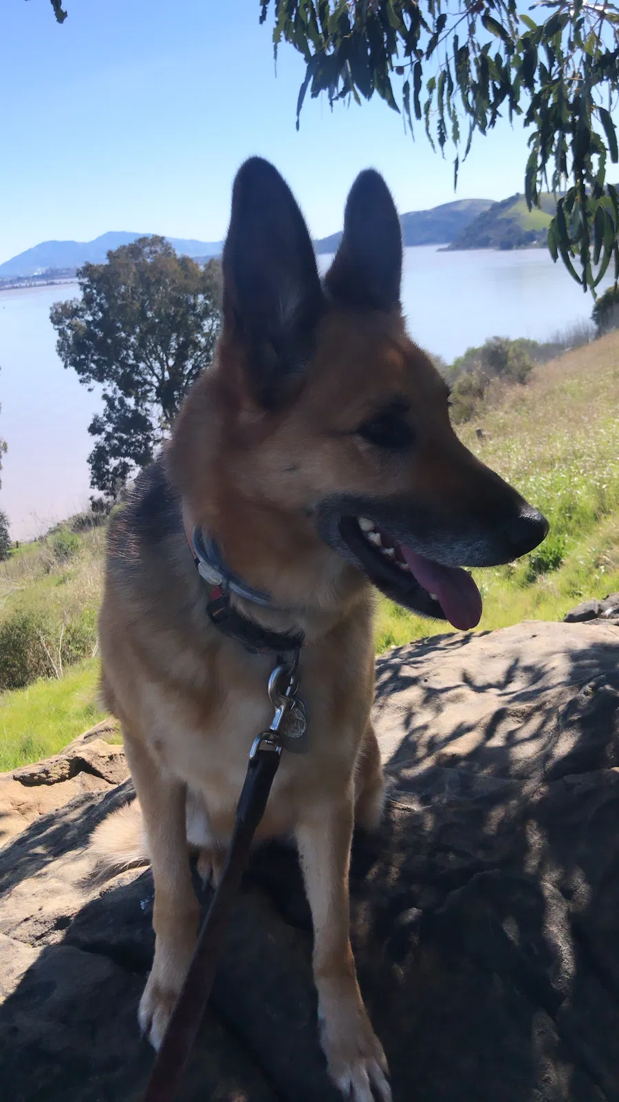 Lost dog in Vallejo, CA, 94589