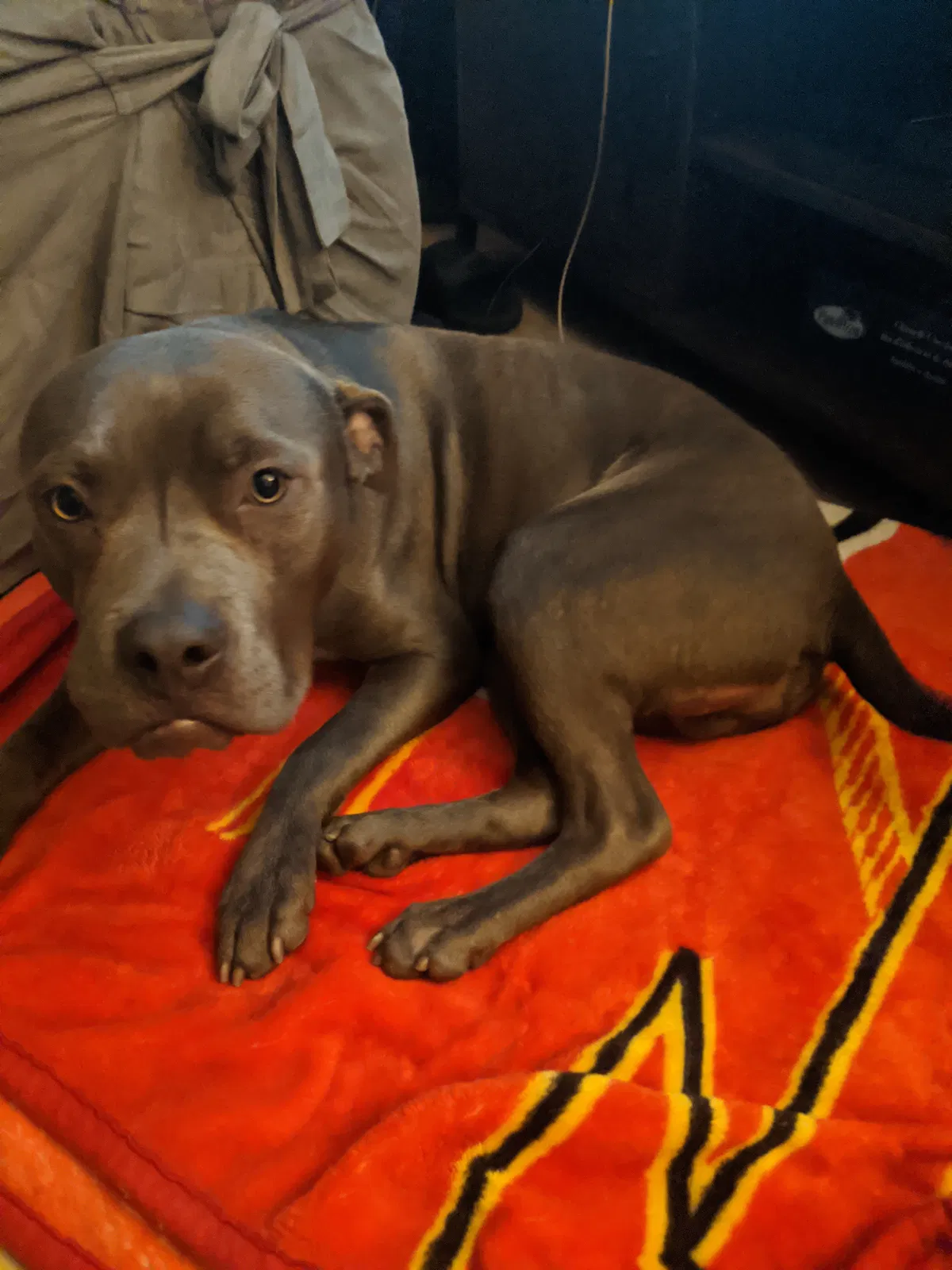 Lost dog in Albuquerque, NM, 87112