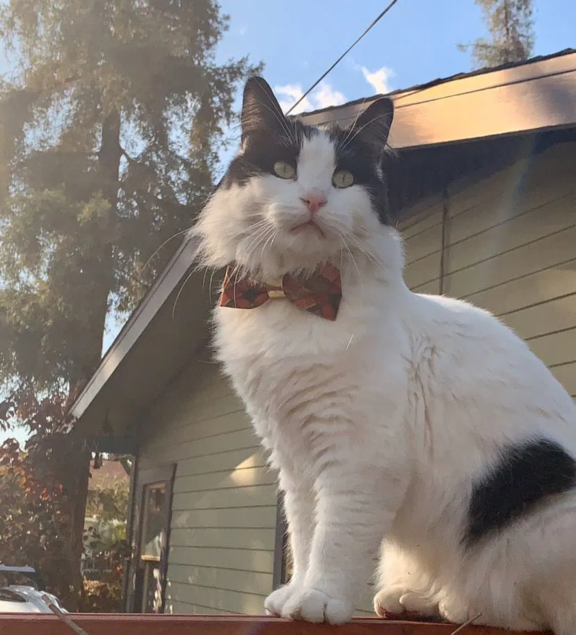 Lost cat in Whittier, CA, 90601