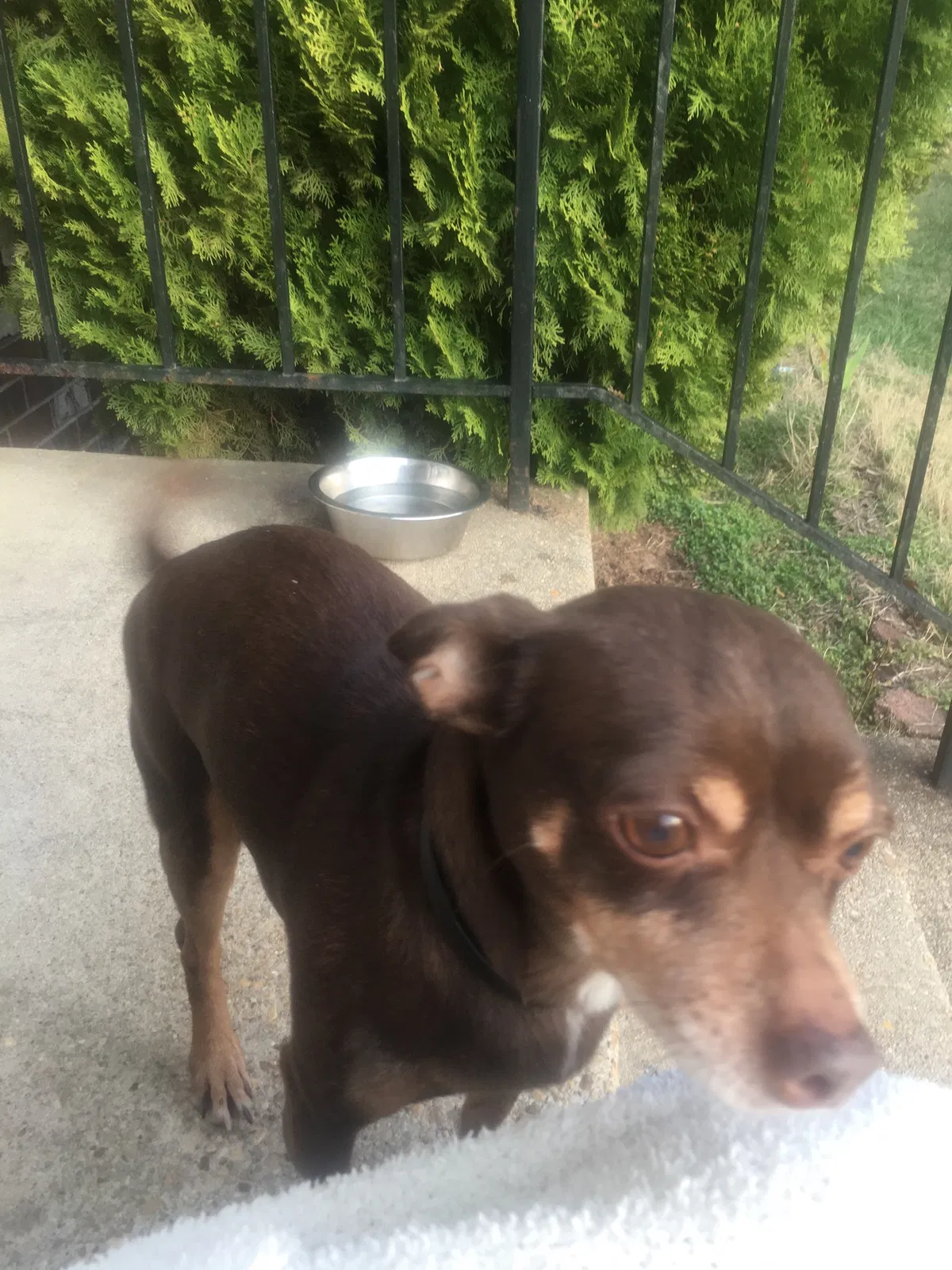 Lost dog in Clinton, MD, 20735