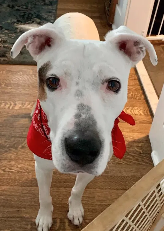 Lost dog in Denver, CO, 80211
