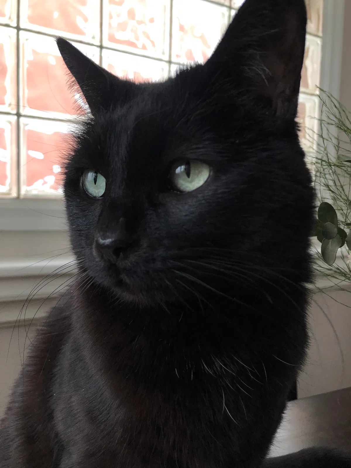 Lost cat in Minneapolis, MN, 55418