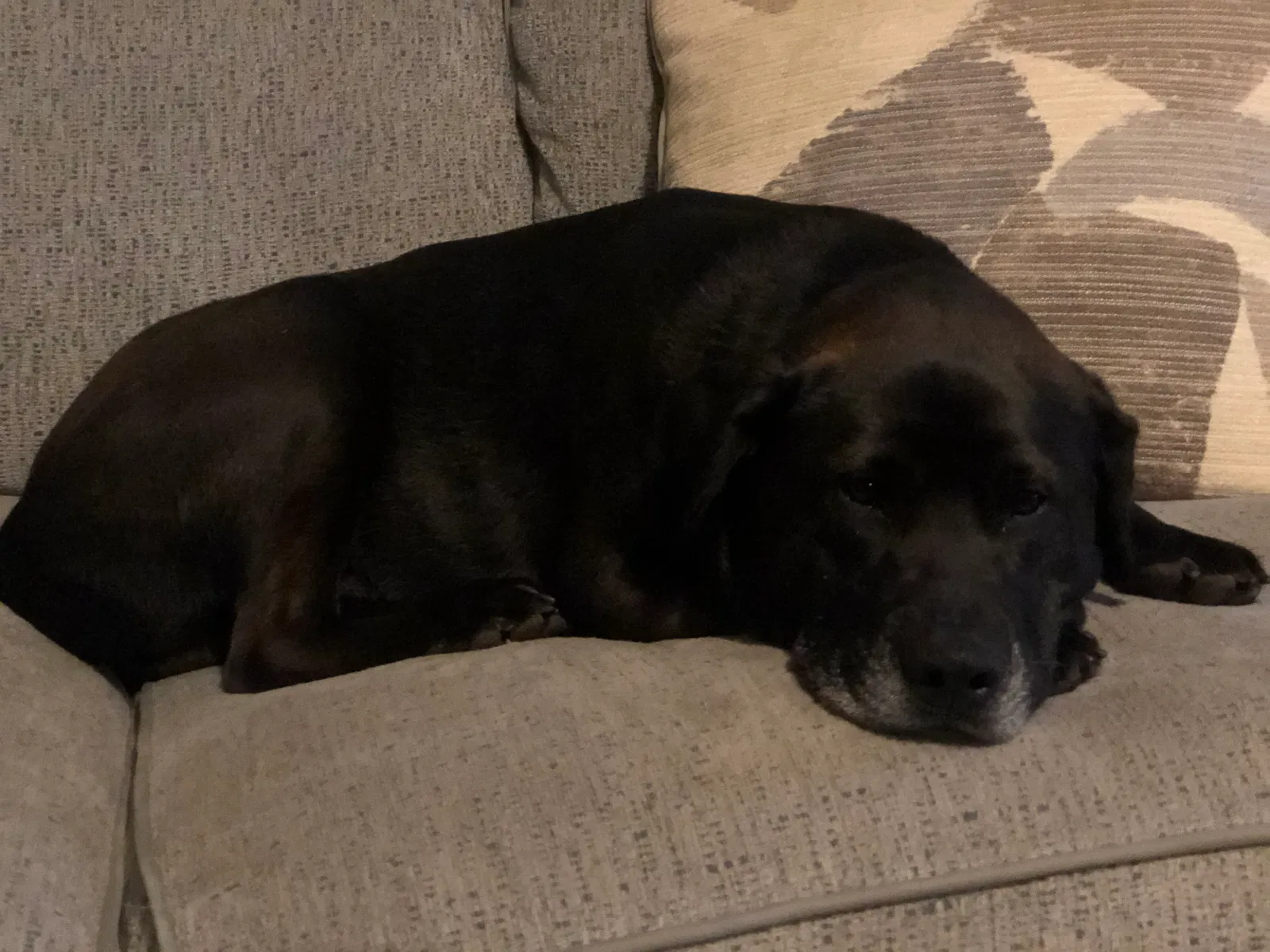 Lost dog in Arlington, TX, 76013