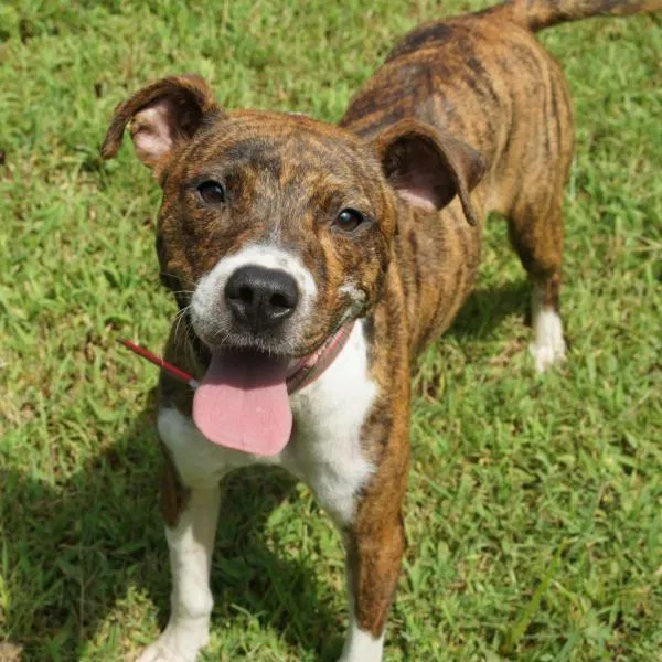 Lost dog in Cordova, TN, 38016