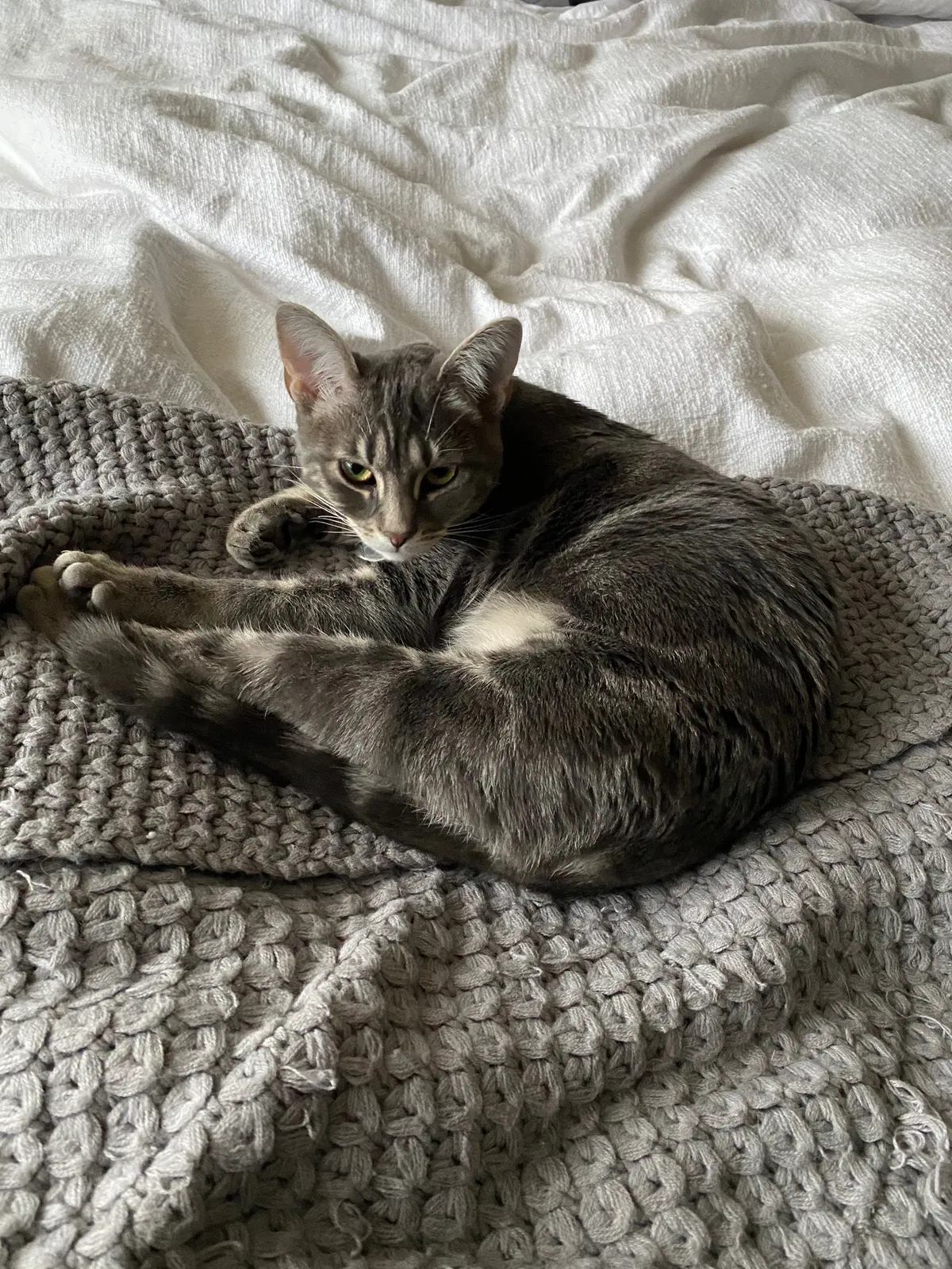 Lost cat in Issaquah, WA, 98029
