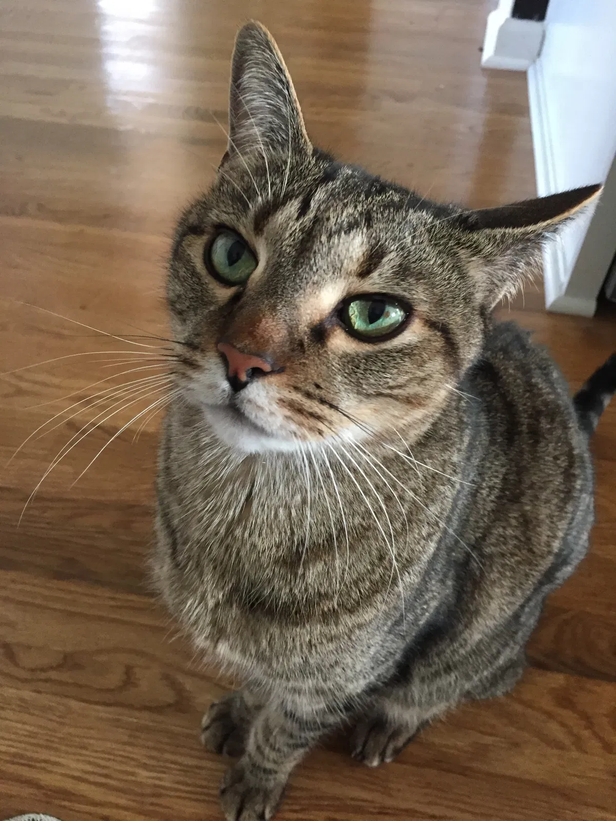 Lost cat in Gainesville, GA, 30506