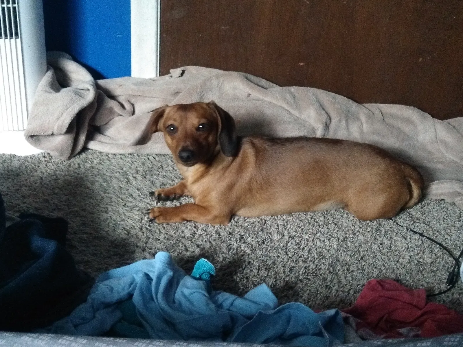 Lost dog in Whitmore Lake, MI, 48189