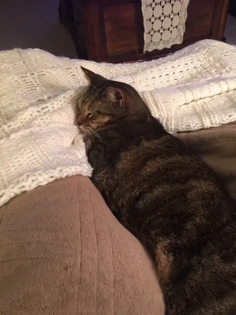 Lost cat in Eads, TN, 38028