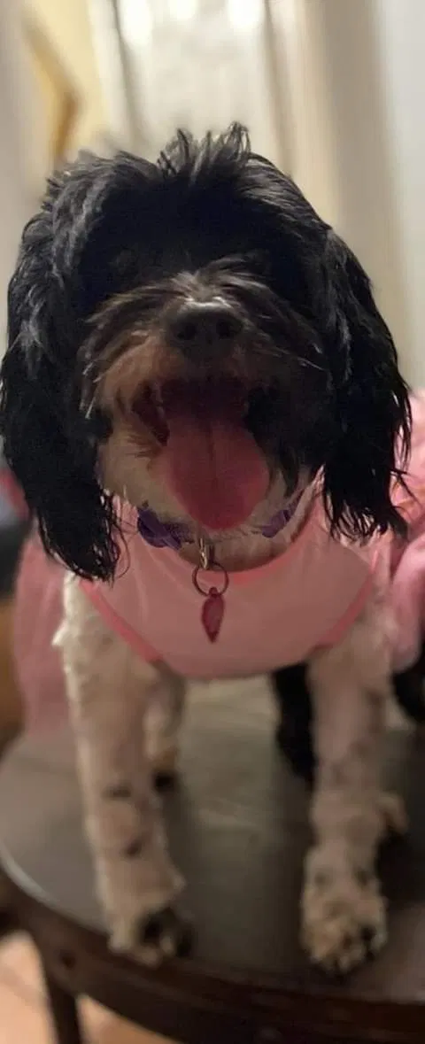 Lost dog in Colton, CA, 92324