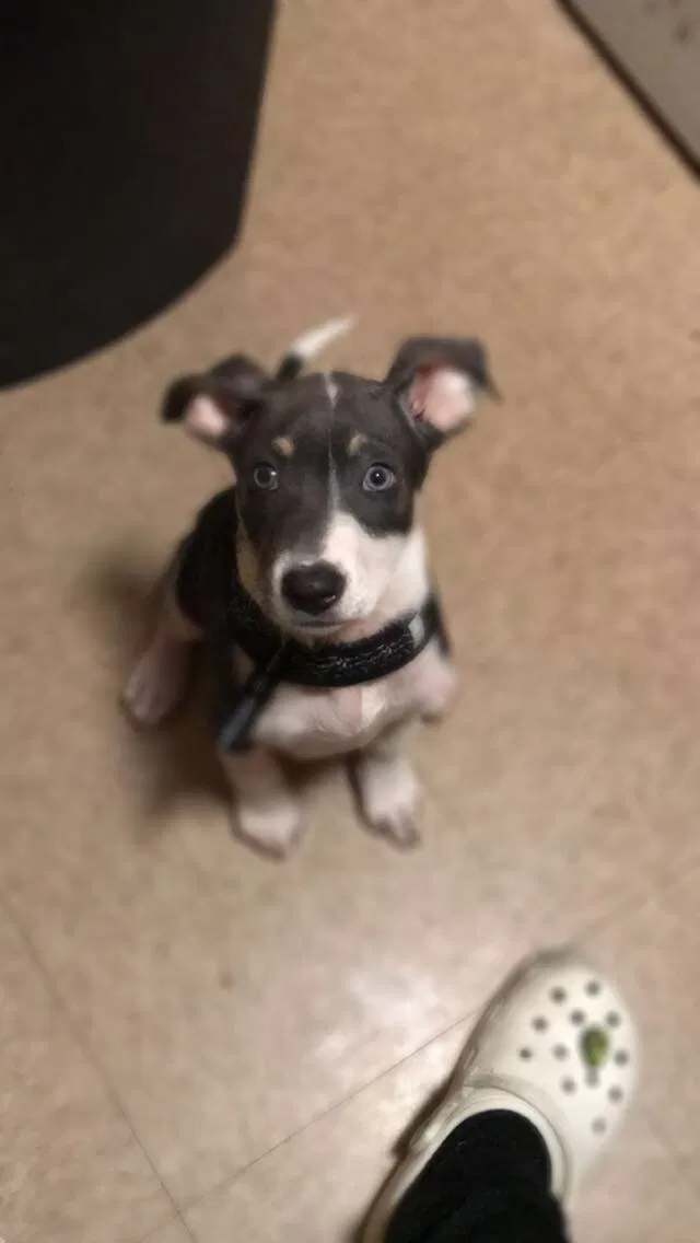 Lost dog in Corpus Christi, TX, 78410