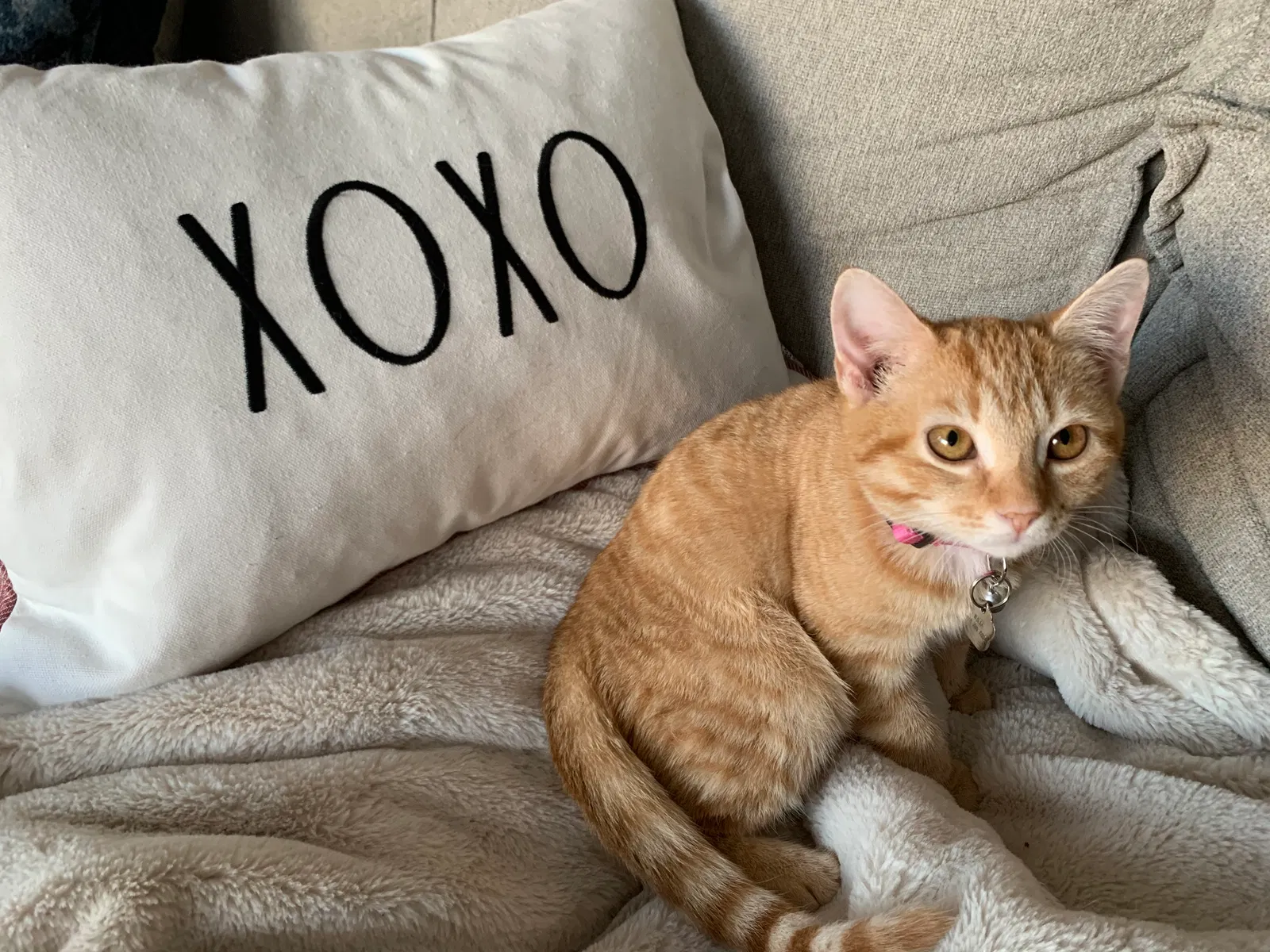 Lost cat in Durham, NC, 27707