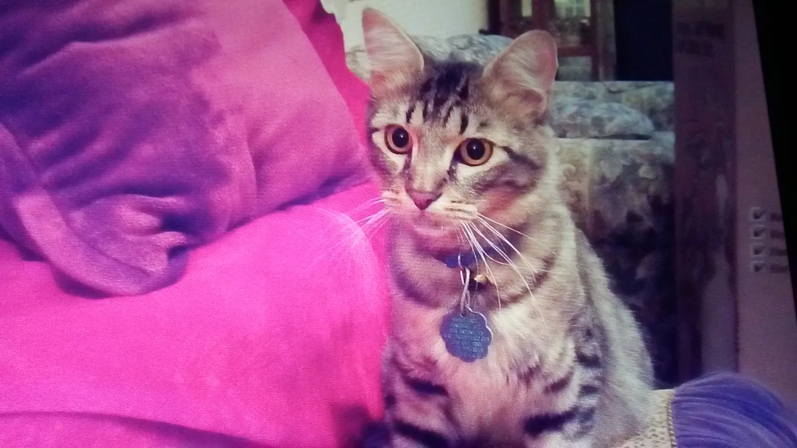 Lost cat in Corpus Christi, TX, 78413