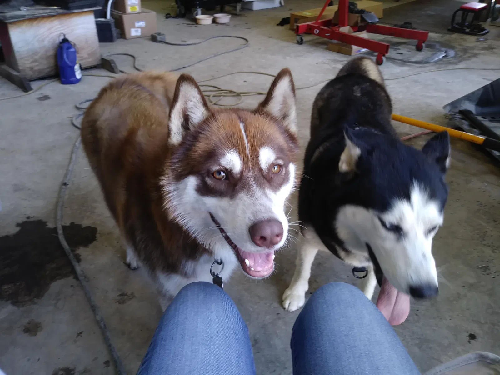 Lost dog in Nuevo, CA, 92567