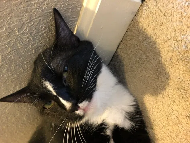 Lost cat in Aurora, CO, 80016