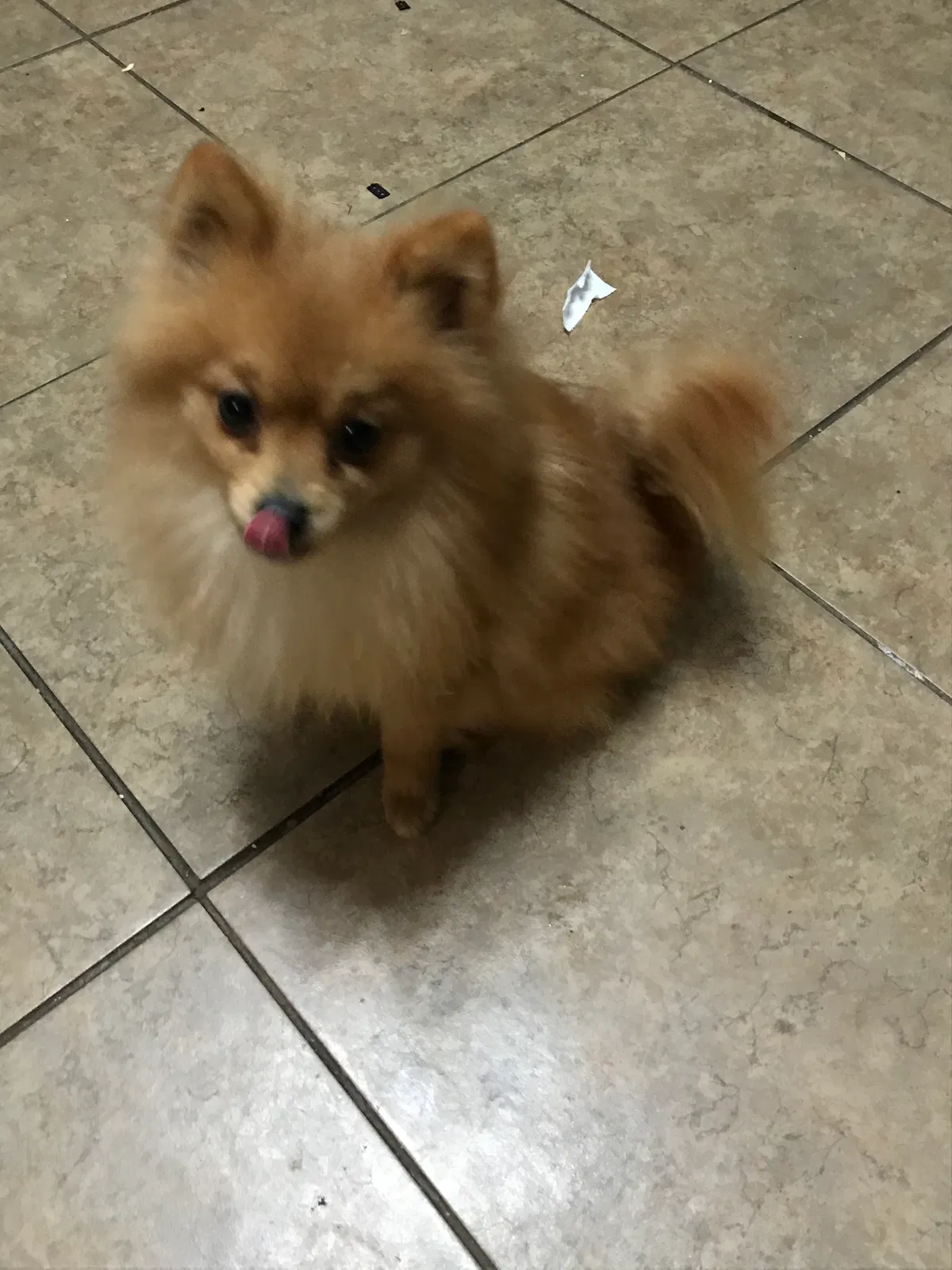 Lost dog in Dalton, GA, 30721