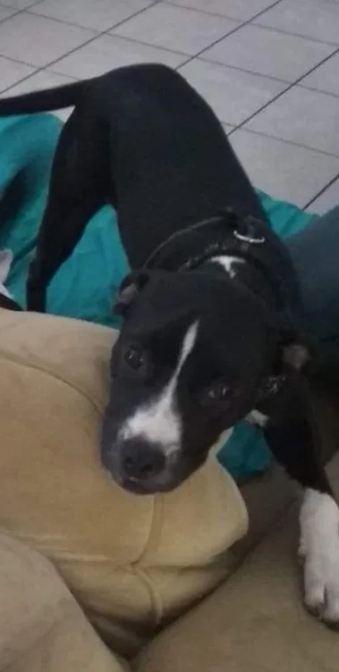 Lost dog in San Antonio, TX, 78247