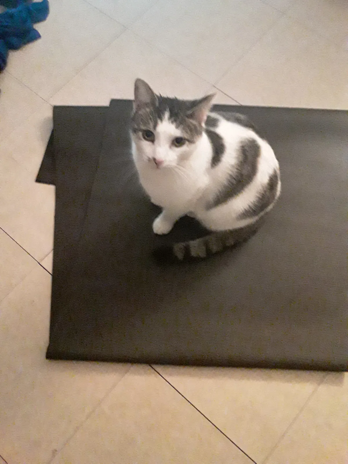 Lost cat in Asheville, NC, 28801