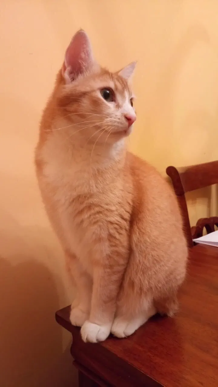 Lost cat in Philadelphia, PA, 19116