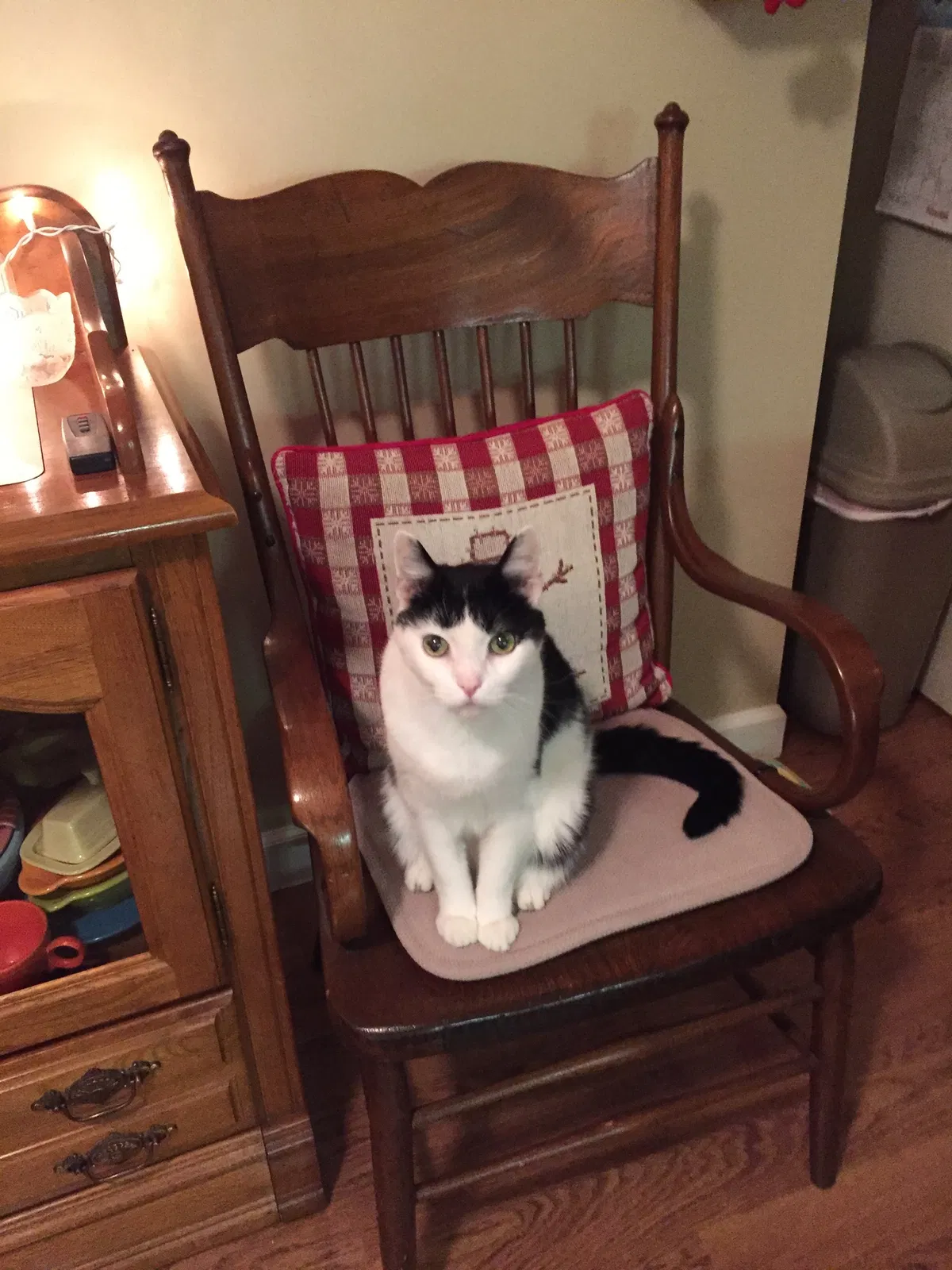 Lost cat in Evergreen Park, IL, 60805