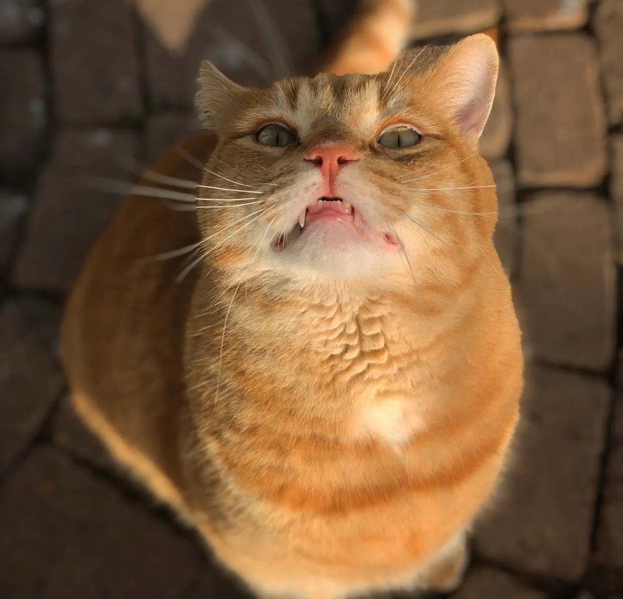 Lost cat in Phoenix, AZ, 85022